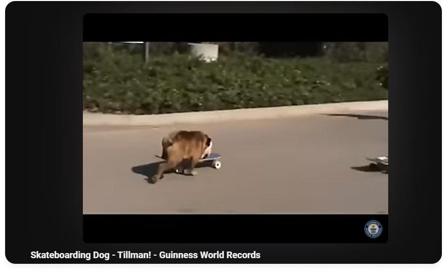 Tillman the skating Dog 