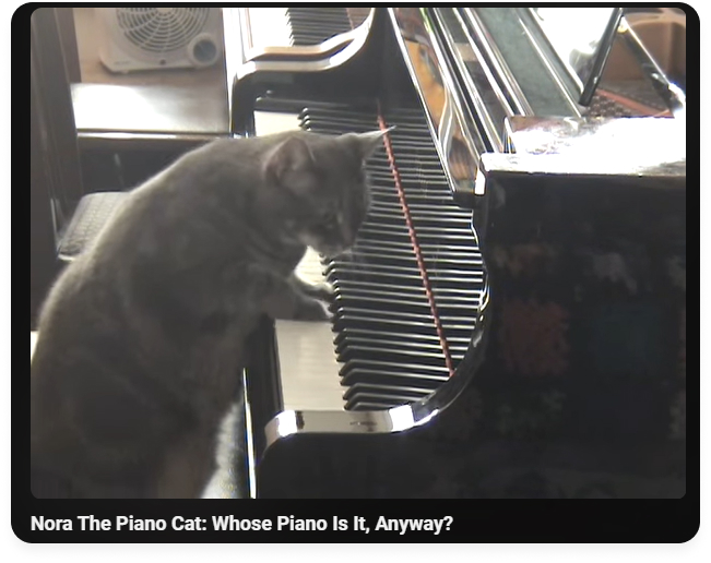 Nora the Piano Cat: 2007