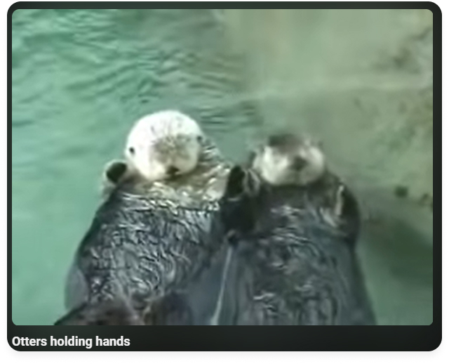 Otters Holding Hands: 2007